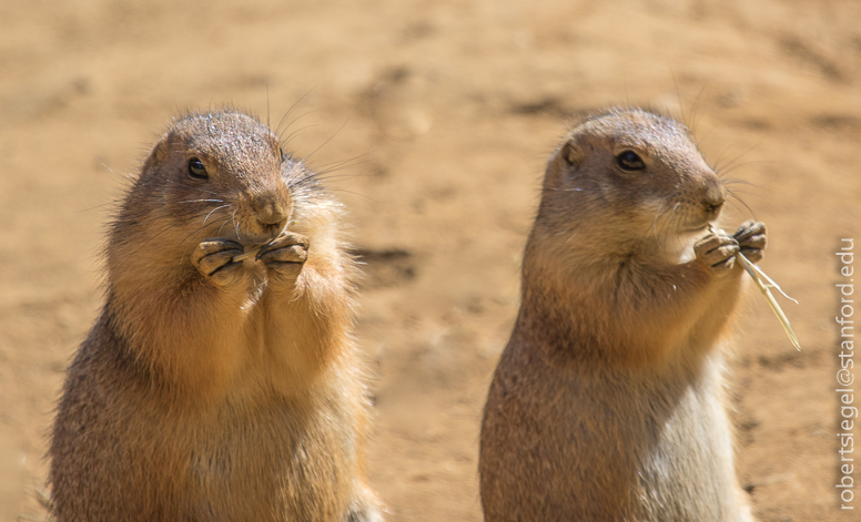 prairie dog